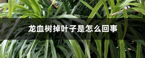 龙血树掉叶子是怎么回事