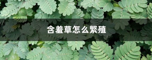 含羞草怎么繁殖，含羞草会开花吗