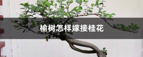 榆树怎样嫁接桂花