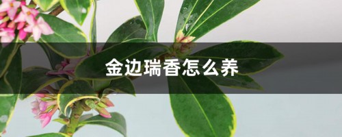 金边瑞香怎么养