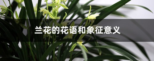 兰花的花语，送兰花代表什么意思？