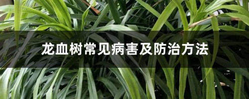 龙血树常见病害及防治方法