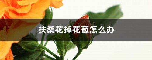 扶桑花掉花苞怎么办