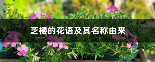 芝樱的花语及其名称由来