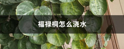 福禄桐怎么浇水