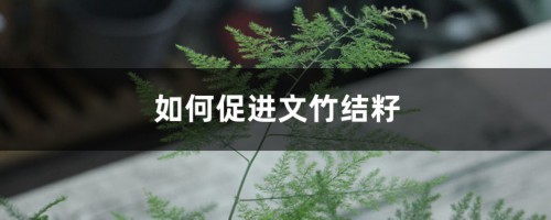 如何促进文竹结籽