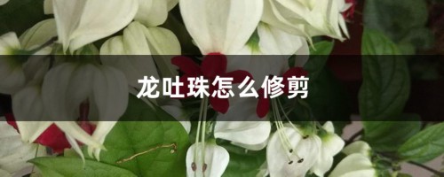 龙吐珠怎么修剪